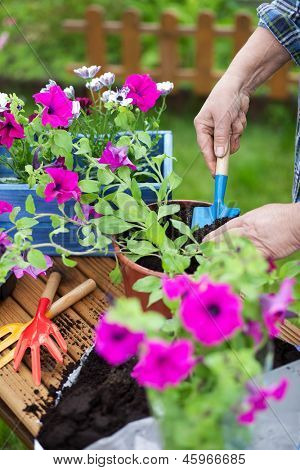 Planter des fleurs de surfinia, concept de jardinage
