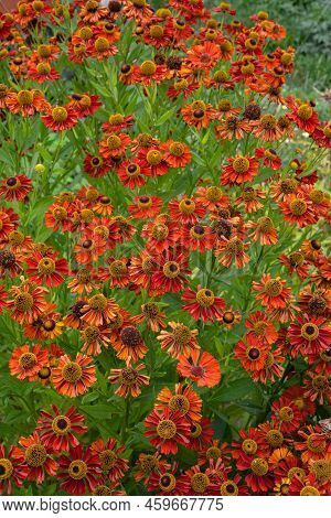 Helenium Waltraut Autumnale Family Asteraceae Bright Orange Red