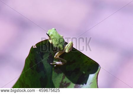 Hyla Japonica ( Japanese Tree Frog ). Body Length About 20 Mm ~ 45 Mm. It Lives On Plants Near The W