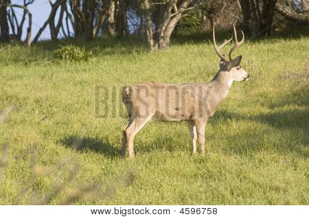 Blacktail Buck