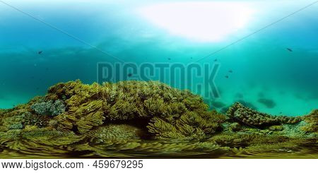 Coral Reef And Tropical Fishes. The Underwater World Of The Philippines. Underwater Colorful Tropica