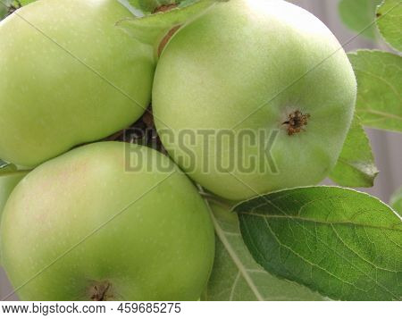 Close-up Of Fruits Growing On Tree. Apples Ripen On A Columnar Apple Tree. Green Apples Ripen On The