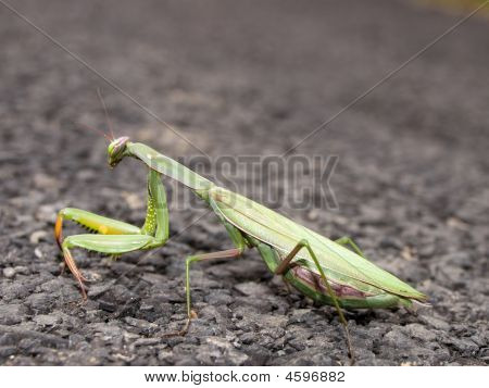 Grøn Praying Mantis