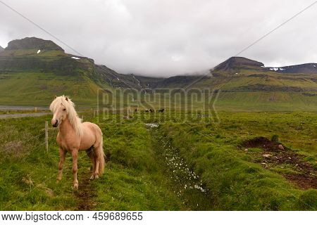 View At A Horse On Snaefellsnes Penisola On Iceland