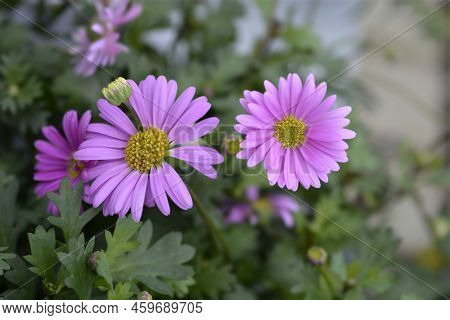 Swan River Daisy Fresco Candy Pink Flowers