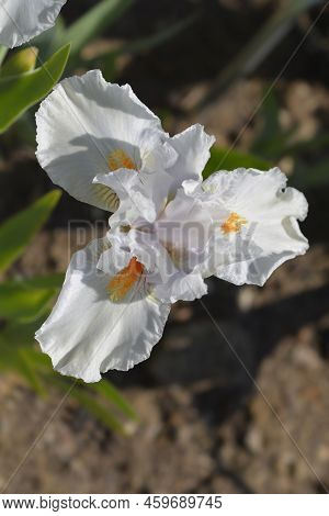Intermediate Bearded Iris I'll Be Back Flower