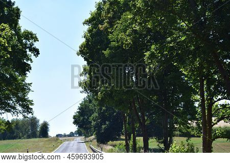 Rural Avenue In The Eifel During Summer