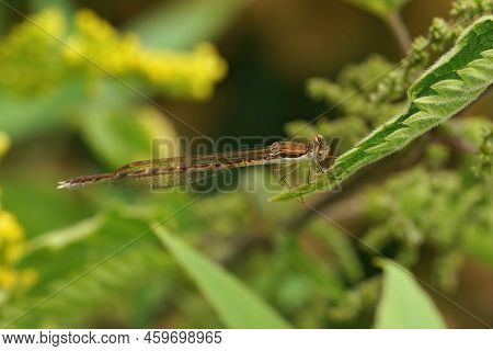 Detailed Closeup On A Female Common Winter Damselfly, Sympecma Fusca Sitting In The Vegetation In Th