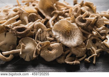 Fresh Edible Mushroom (lentinus Squarrosulus), Organic Food Ingredients In Seasonal