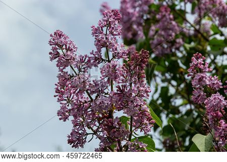 A Branch Of Lilac Lilac On A Background Of Green Leaves. Spring