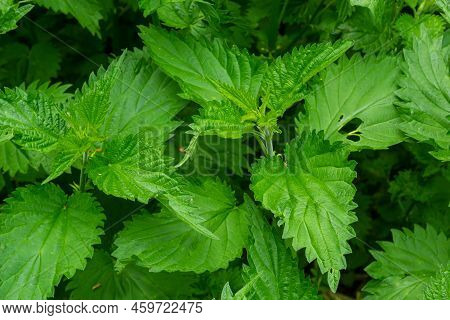 Urtica,nettles Or Stinging Nettles German Name Is Brennnesseln For Medical And Tea