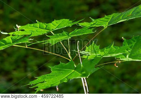 Close Up Of Acer Platanoides, Norway Maple, With Sunlit New Leaves On Dark Background. Image With Se