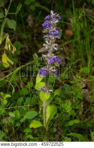 Close-up Of Beautiful Blue Flowers Of Ajuga Reptans Atropurpurea Against Blurred Background With Pon
