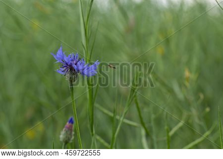 Outdoor Blue Flower Cornflower And Green Leaves, Centaurea Cyanus