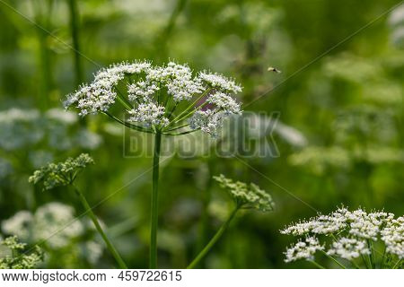 Close-up Of A White Flower Of The Species Aegopodium Podagraria, Commonly Called Ground Elder, Herb