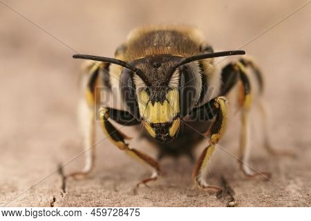 Facial Closeup On A Male Mediterranean Florentine Woolcarder Bee, Anthidium Florentinum Sitting On W