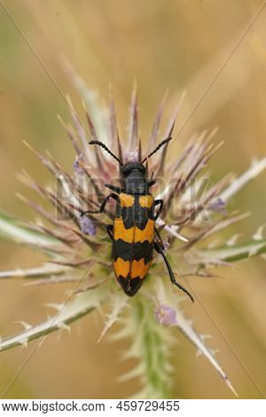 Vertical Detailed Closeup On The Colorful Mediterranean Blister Beetle Mylabris Variabilis Beetle, I
