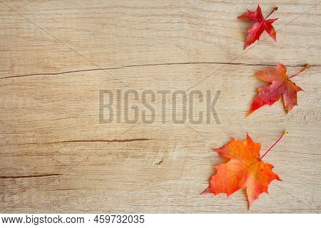 Background Of Many Yellow Maple Leaves With Space For Text On A Wooden Background. Autumn Leaf Backg