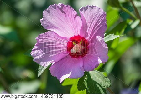 Pink Flowers Of Hibiscus Moscheutos Plant Close-up. Hibiscus Moscheutos, Swamp Hibiscus, Rose Mallow