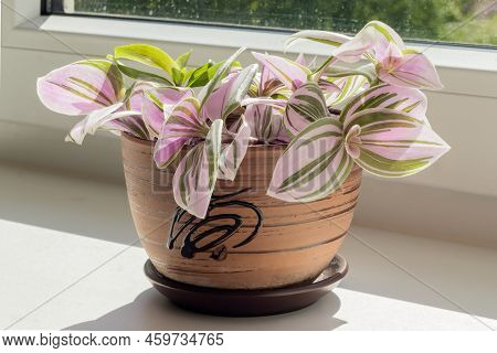 In A Ceramic Planter On A Light Windowsill There Is A Two-color Tradescantia.
