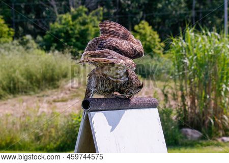 A Coastal Great Horned Owl Taking Flight From Her Springtime Nest Over The Inter Coastal Waterway In