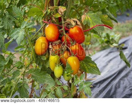 Tomato Planting In An Organic And Sustainable Plantation