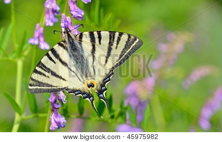 Schmetterling auf Blume