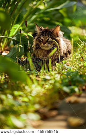 Large Beautiful Maine Coon Cat, Portrait Striped Domestic Cat Resting In The Grass, Warm Sunny Light