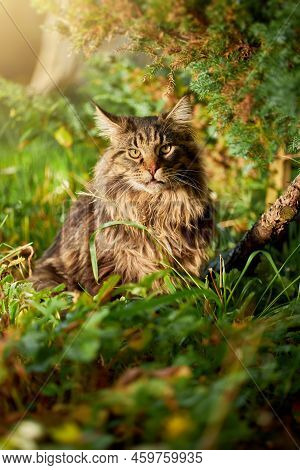 Large Beautiful Maine Coon Cat, Portrait Striped Domestic Cat Resting In The Grass, Warm Sunny Light