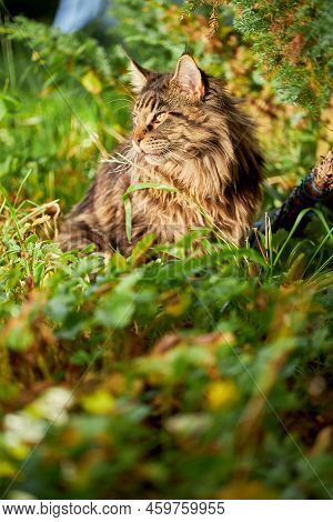 Large Beautiful Maine Coon Cat, Portrait Striped Domestic Cat Resting In The Grass, Warm Sunny Light