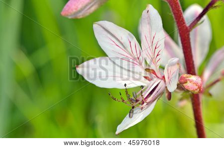 Weiße Blume mit Stempel
