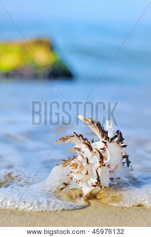 Muschel am Strand