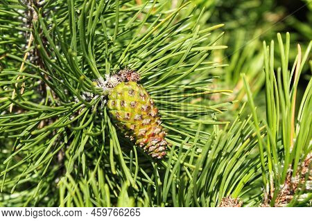 Cone Of Mountain Pine Tree Pinus Mugo With Buds, Long Branch And Coniferous. Mughus Pumilio Cultivar