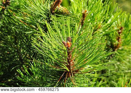 Mountain Pine Tree Pinus Mugo With Buds, Long Branch And Coniferous. Mughus Pumilio Cultivar Dwarf I