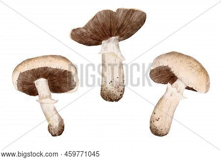Watercolor Hand Drawn Set Of Isolated Button Field Meadow Mushroom, Illustration Of Webcap Fungi Wit