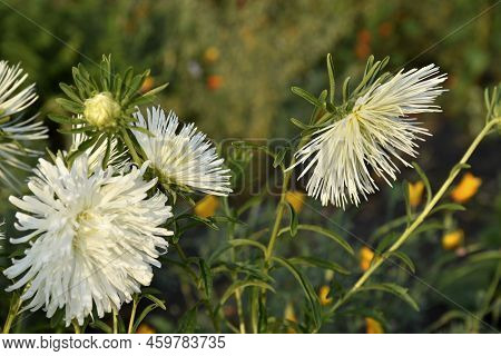 White Needle-like Asters In The Summer Garden In The Setting Sun. Beautiful White Aster Flowers.
