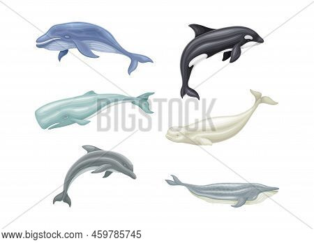 Whale As Aquatic Placental Marine Mammal With Flippers And Large Tail Fin Vector Set