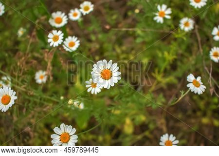 Chamomile Flowers Matricaria Recutita L. Pharmaceutical Camomile. Medicinal Plant Chamomile, Floweri