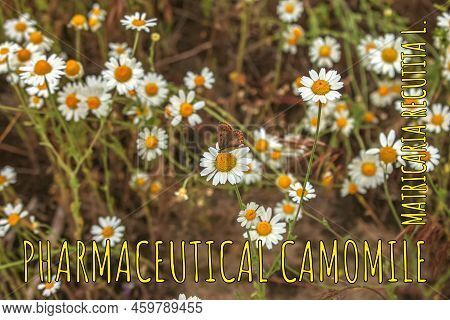 Chamomile Flowers Matricaria Recutita L. Pharmaceutical Camomile. Medicinal Plant Chamomile, Floweri
