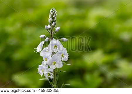 Gentian Speedwell (veronica Gentianoides) Flowers In Bloom