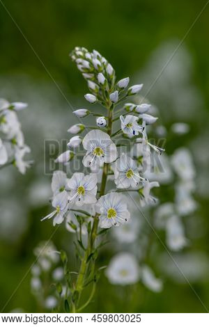 Gentian Speedwell (veronica Gentianoides) Flowers