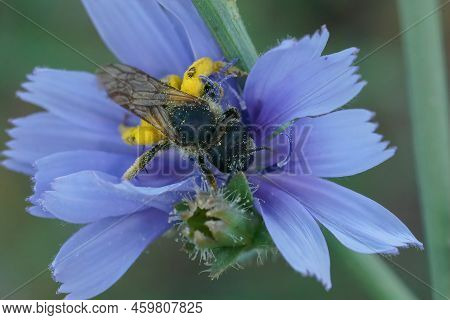 Closeup On A Female Furrow Bee, Halictus, Collection Yellow Pollen From A Blue Wild Cichory, Cichori