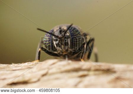 Detailed Frontal Closeup On A Cosmopolitian Species, The Black Soldier Fly, Hermetia Illucens Sittin