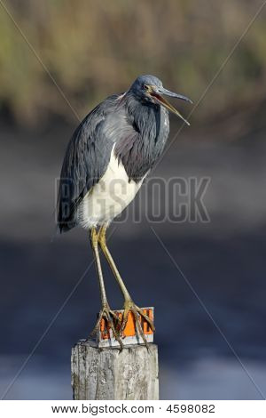 サンショクサギ (egretta トリコロール)