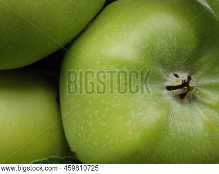 Close-up Of Fruits Growing On Tree. Apples Ripen On A Columnar Apple Tree. Green Apples Ripen On The
