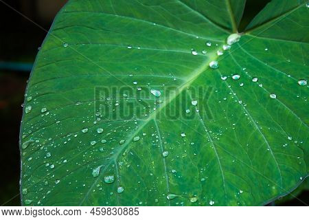 Alocasia Odora Foliage  Or Giant Upright Elephant Ear, Exotic Tropical Leaf.