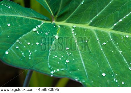 Alocasia Odora Foliage  Or Giant Upright Elephant Ear, Exotic Tropical Leaf.