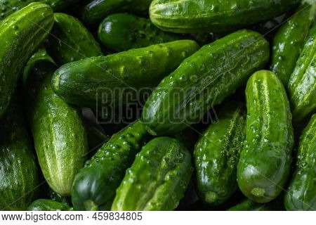 Cucumber Background Cucumber Harvest. Many Cucumbers. Cucumbers From The Field
