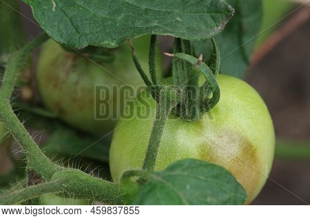 Unripe Tomatoes Affected By Late Blight. Phytophthora Infestans. Selective Focus.