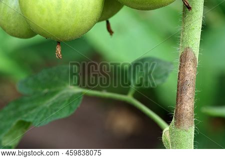 Stem Of A Tomato Plant Affected By Late Blight. Phytophthora Infestans. Selective Focus.